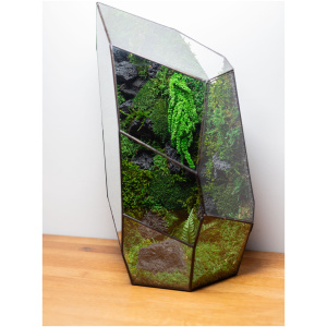 Zero Maintenance Moss Care Stabilized Terrarium Unique Gift