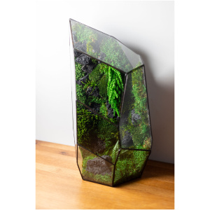 Zero Maintenance Moss Care Stabilized Terrarium Unique Gift