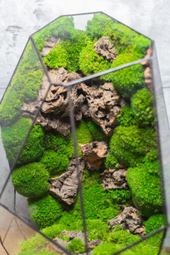 Handcrafted low-maintenance glass moss terrarium, preserved greenery