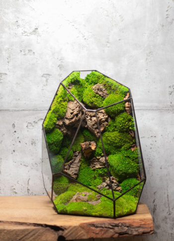Handcrafted low-maintenance glass moss terrarium, preserved greenery