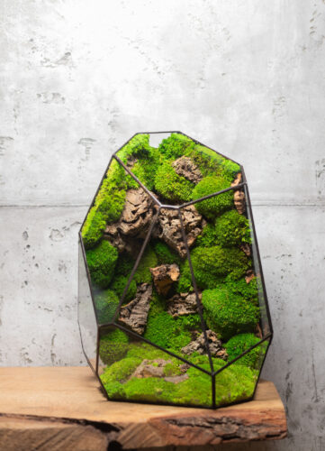 Handcrafted low-maintenance glass moss terrarium, preserved greenery