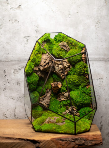 low maintenance moss terrarium crystal light green duosglass