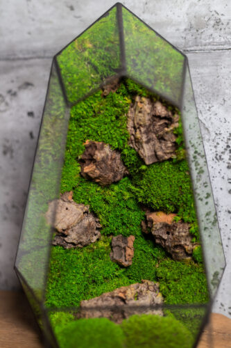 Small stabilized moss terrarium, low-maintenance glass decor, handmade nature-inspired home accent