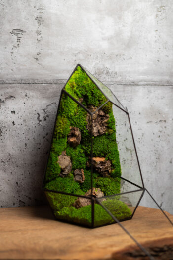 Small stabilized moss terrarium, low-maintenance glass decor, handmade nature-inspired home accent