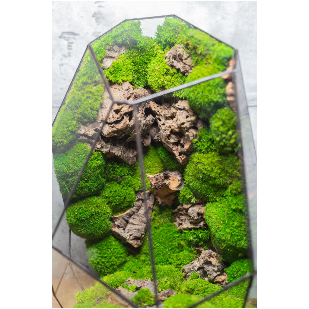 Handcrafted zero maintenance glass moss terrarium, preserved greenery