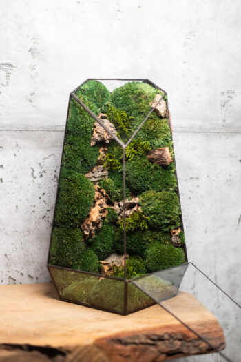 Stabilized handmade moss terrarium, low-maintenance nature-inspired home decor