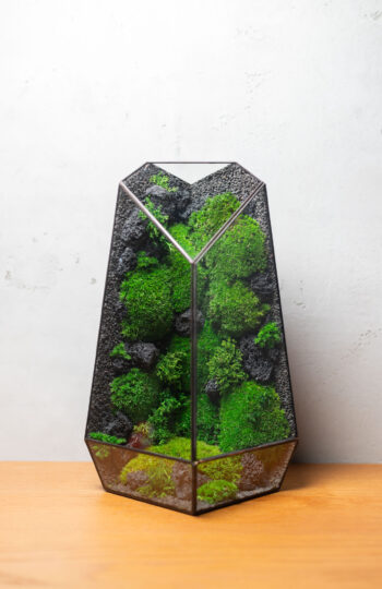 Stabilized handmade moss terrarium, low-maintenance nature-inspired home decor