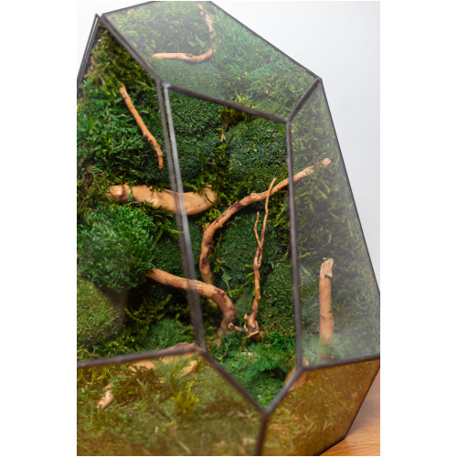 Moss Terrarium