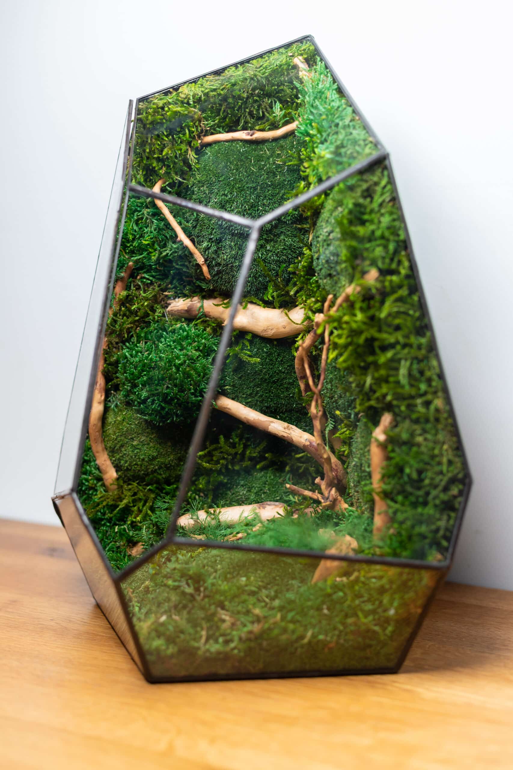 Moss Terrarium