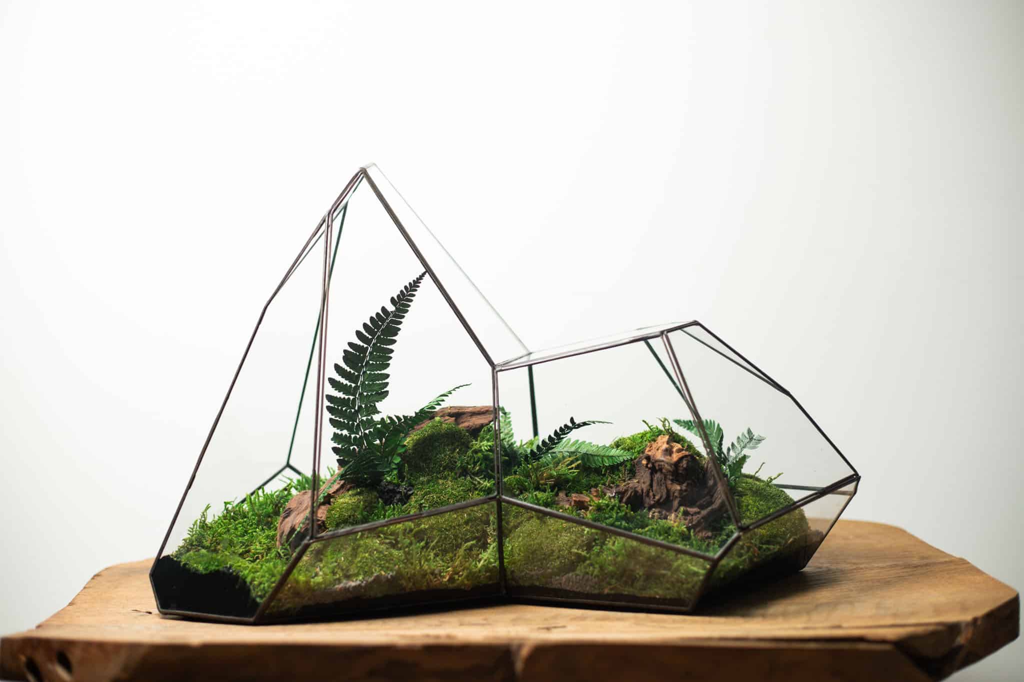 Preserved Moss Arrangement