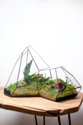 Low Maintenance Moss Terrarium – MOUNTAIN