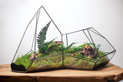 Stabilized moss terrarium in glass, low-maintenance home decor, nature-inspired gift