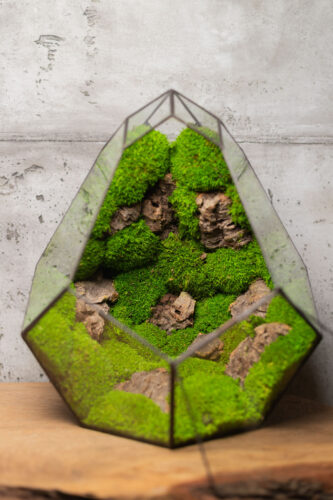 Handmade low-maintenance preserved moss terrarium