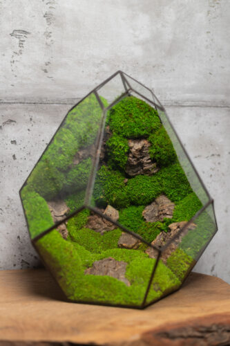 Handmade low-maintenance preserved moss terrarium