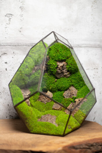 Low Maintenance Moss Terrarium – MANGO