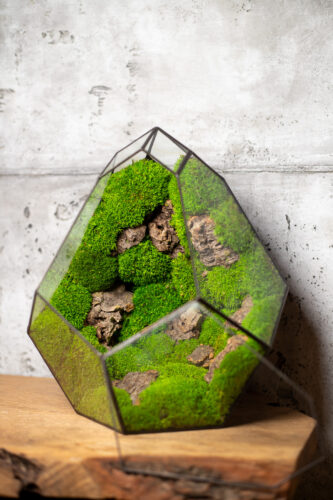 low maintenance moss terrarium mango duosglass