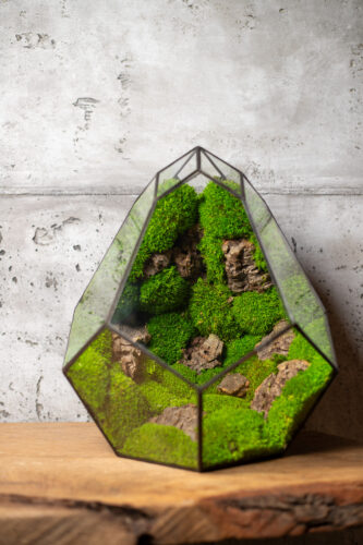 low maintenance moss terrarium mango duosglass