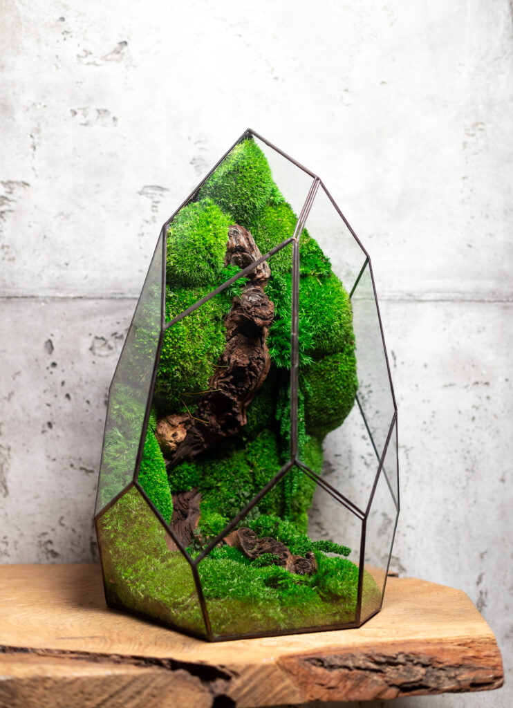 Low maintenance moss terrarium