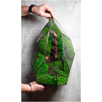 Low maintenance moss terrarium