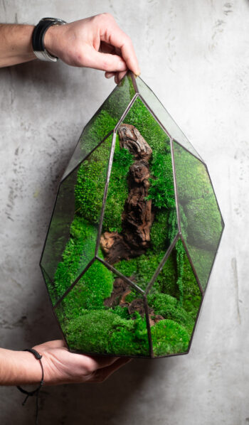 Low maintenance moss terrarium