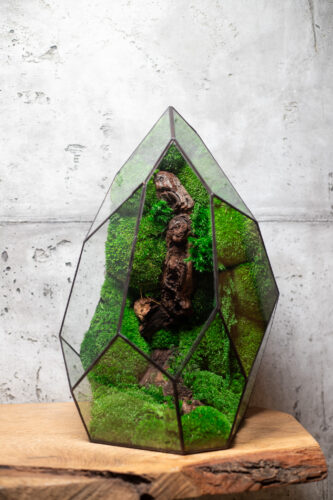 Low maintenance moss terrarium