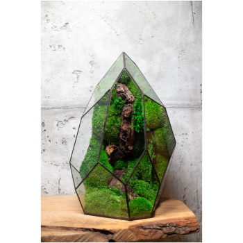 Low maintenance moss terrarium